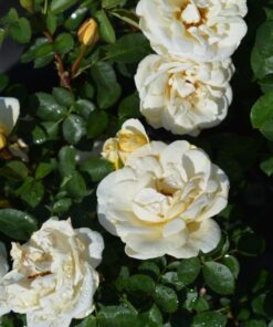 PUISTORUUSU 'J.P.Connell' Rosa