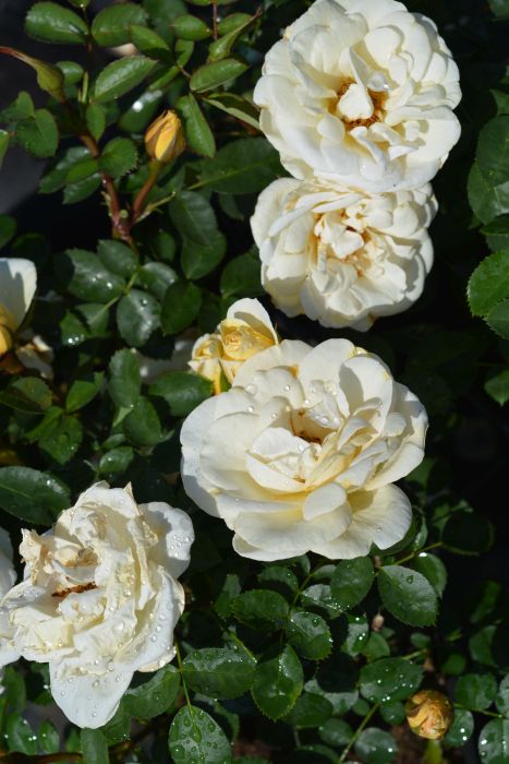 PUISTORUUSU 'J.P.Connell' Rosa