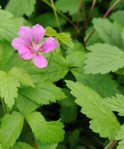JALOMAARAIN 'Beata' Rubus arcticus ssp. stellarcticus