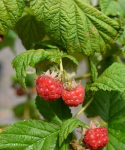 VADELMA 'Jatsi' Rubus idaeus
