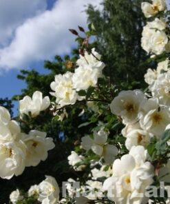 JUHANNUSRUUSU 'Plena' Rosa spinosissima