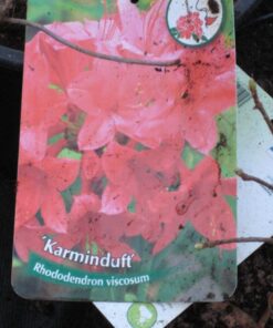 TUOKSUATSALEA 'Karminduft' Rhododendron viscosum