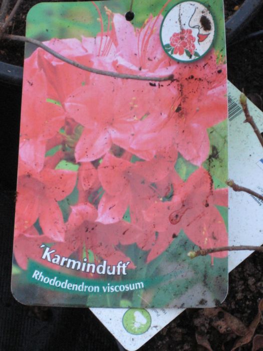 TUOKSUATSALEA 'Karminduft' Rhododendron viscosum