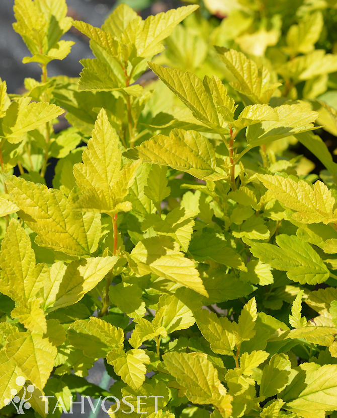 KELTAHEISIANGERVO 'Lucky Devil' Physocarpus opulifolius