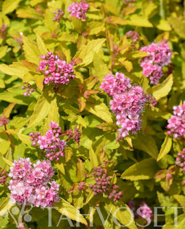 KELTAJAPANINANGERVO 'Zen's Spirit Gold' Spiraea japonica