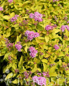 KELTAJAPANINANGERVO 'Zen's Spirit Gold' Spiraea japonica - Image 2