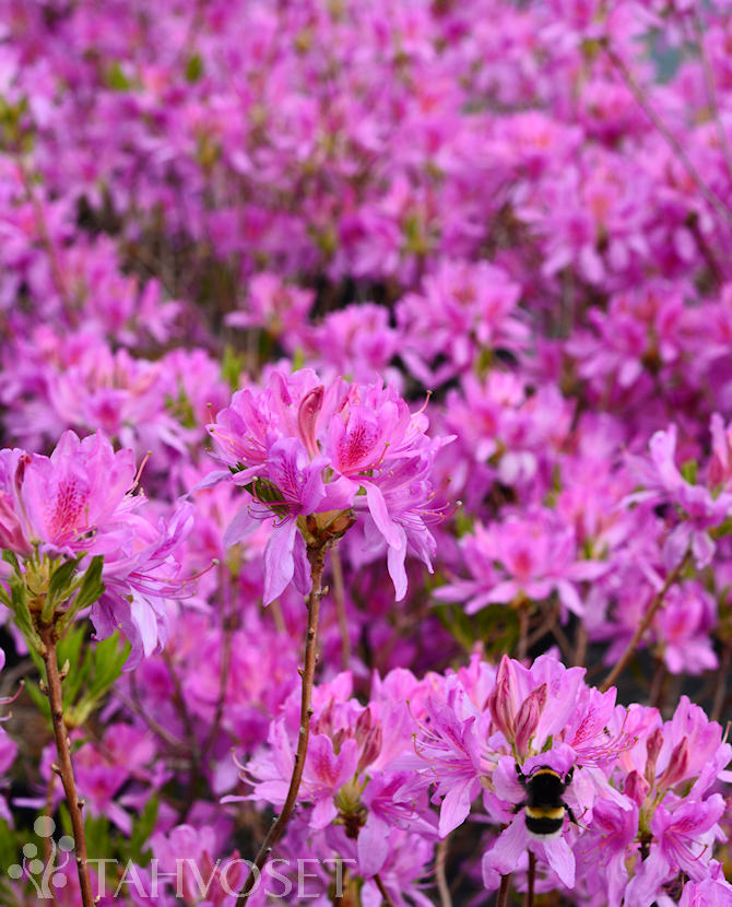 KEVÄTATSALEA Rhododendron x Fraseri