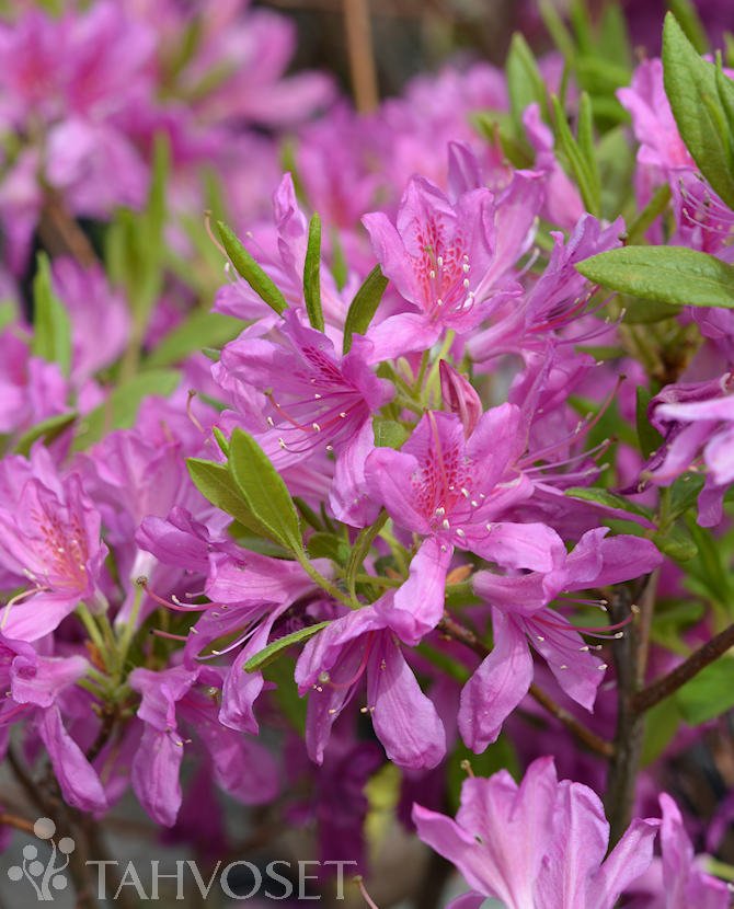 KEVÄTATSALEA Rhododendron x Fraseri - Image 2