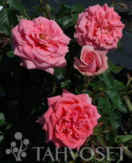 RYHMÄRUUSU 'Kimono' Rosa - Image 2