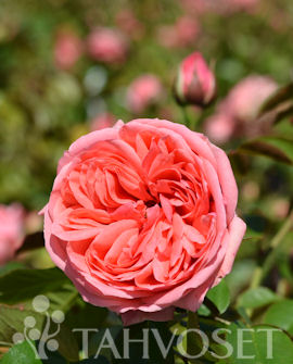 RYHMÄRUUSU 'Kimono' Rosa
