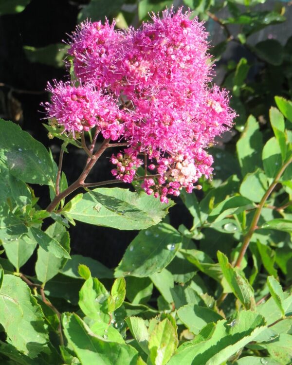 KUNINKAANANGERVO 'Kruunu' Spiraea x watsoniana