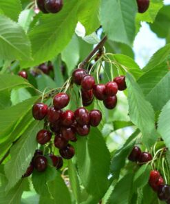 MAKEAKIRSIKKA Prunus avium 'Juku'