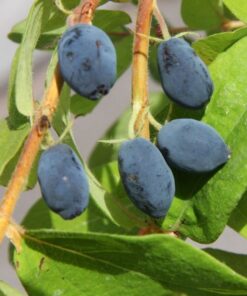 MAKEASINIKUUSAMA 'Onni' Lonicera caerulea var. kamtschatica