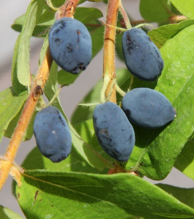 MAKEASINIKUUSAMA 'Onni' Lonicera caerulea var. kamtschatica