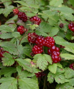 MESIMARJA 'Marika' Rubus arcticus
