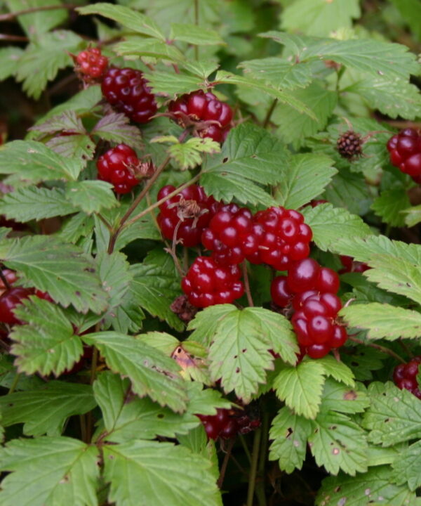 MESIMARJA 'Marika' Rubus arcticus