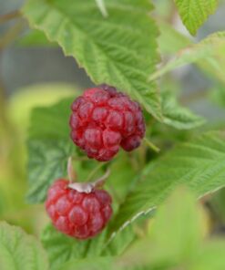 VADELMA 'Muskoka' Rubus idaeus  3 kpl/pkt
