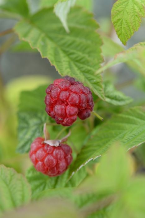 VADELMA 'Muskoka' Rubus idaeus 3 kpl/pkt