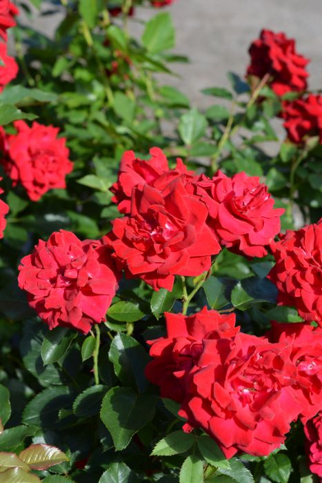 RYHMÄRUUSU 'Nina Weibull' Rosa