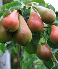 PERHEPÄÄRYNÄPUU Pyrus communis