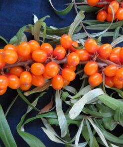 TYRNI 'Pertsik'  Hippophae rhamnoides