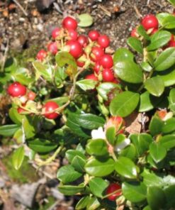 PUOLUKKA 'Red Pearl' Vaccinium vitis-idaea
