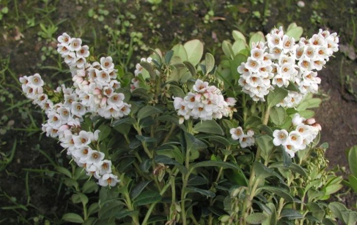 PUOLUKKA 'Sanna' Vaccinium vitis-idaea