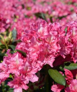 ALPPIRUUSU Rhododendron 'Royal Amaranth'