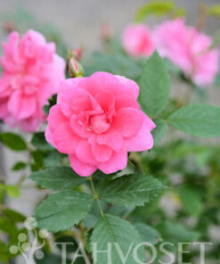 PUISTORUUSU 'Ilo'  Rosa