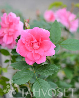 PUISTORUUSU 'Ilo' Rosa