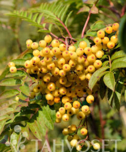 SITRUUNAPIHLAJA Sorbus 'Joseph Rock'