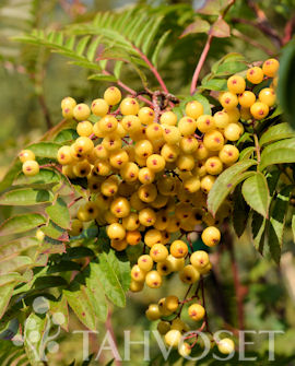 SITRUUNAPIHLAJA Sorbus 'Joseph Rock'