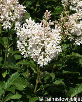 SYREENI 'Tammelan kaunotar' Syringa x henryi