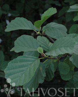 PILARITERVALEPPÄ Alnus glutinosa f.pyramidis