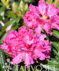 ALPPIRUUSU Rhododendron 'Unelma'