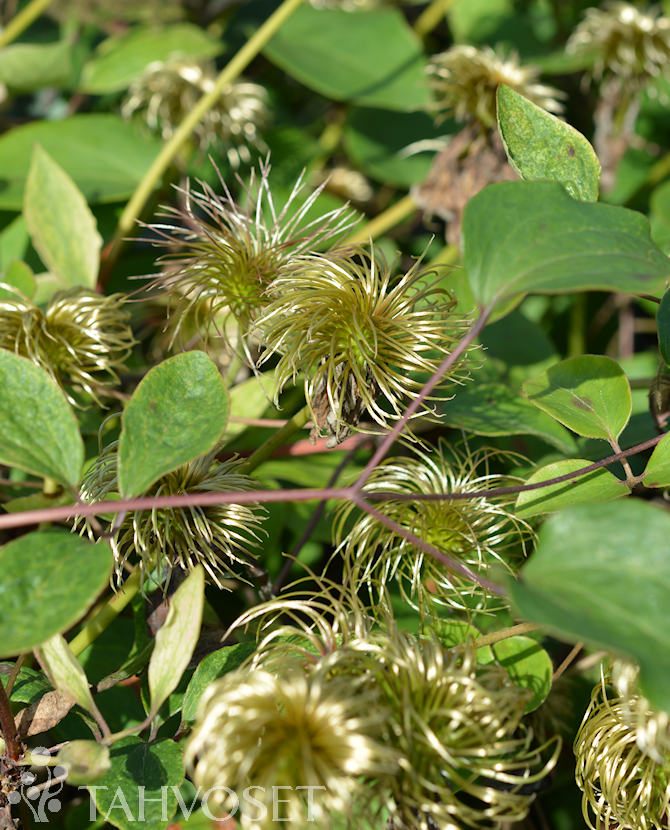 LOISTOKÄRHÖ 'Guernsey Cream' Clematis - Image 3