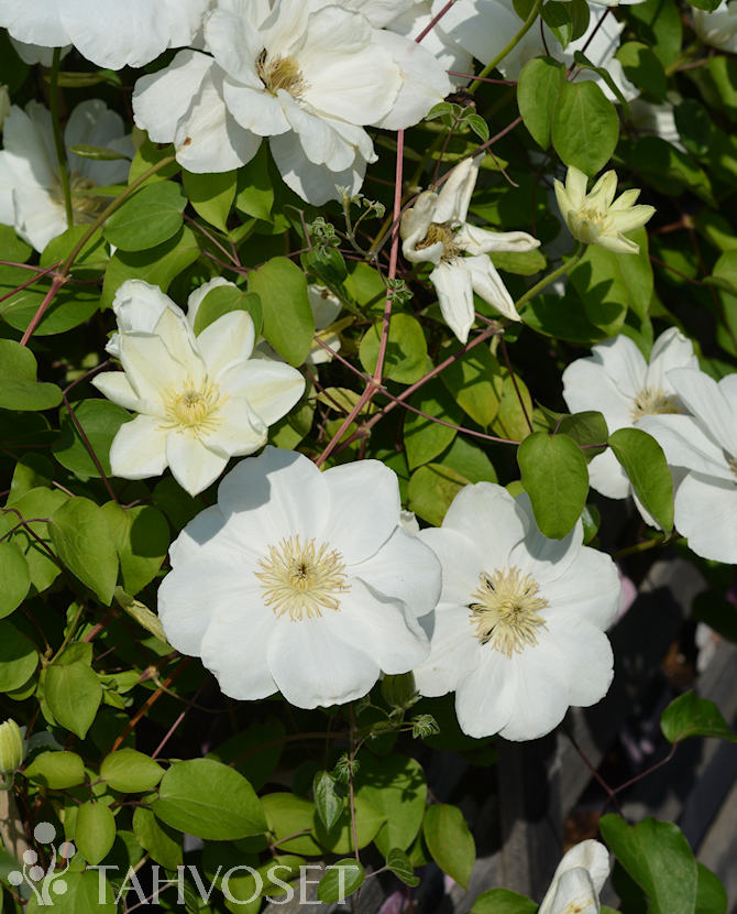 LOISTOKÄRHÖ 'Guernsey Cream' Clematis - Image 2