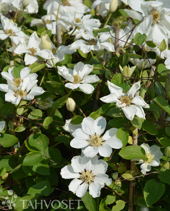 LOISTOKÄRHÖ 'Guernsey Cream' Clematis