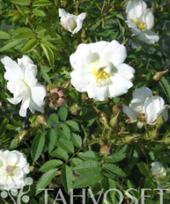 KÖYNNÖSRUUSU Rosa 'Pohjantähti'