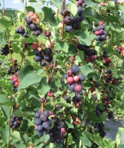 MARJATUOMIPIHLAJA 'Nortline' Amelanchier alnifolia