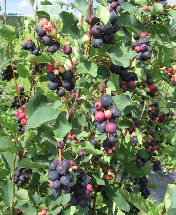 MARJATUOMIPIHLAJA 'Thiessen' Amelanchier alnifolia