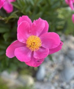 Kausikasvit ja kukat