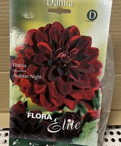 Daalia 'ARABIAN NIGHT' kukkasipulit