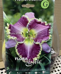 Päivänlilja `DARLA ANITA´