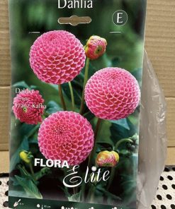 Daalia 'FRANZ KAFKA' kukkasipulit