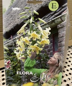 Puulilja 'HONEYMOON' kukkasipulit