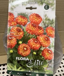 Daalia 'ICOON' kukkasipulit