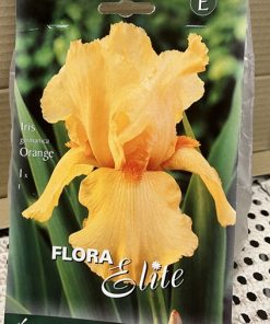 Kurjenmiekka Iris germanica orange