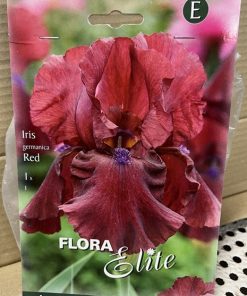 Kurjenmiekka Iris germanica red