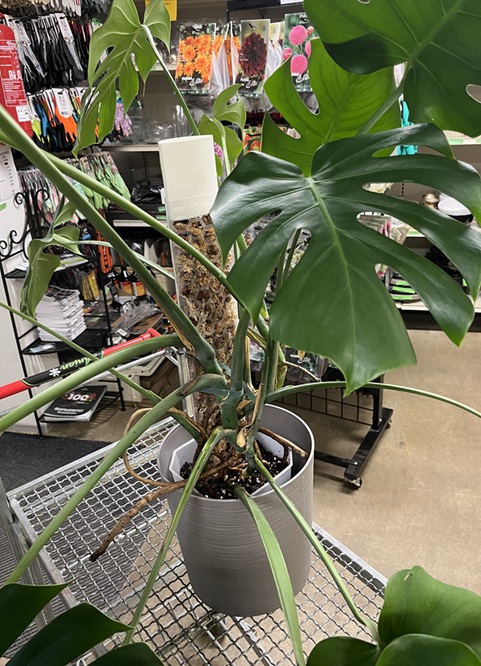 PlantScraper sammaltolppa koko XL - Image 2